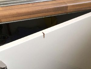 Cut in cupboard door